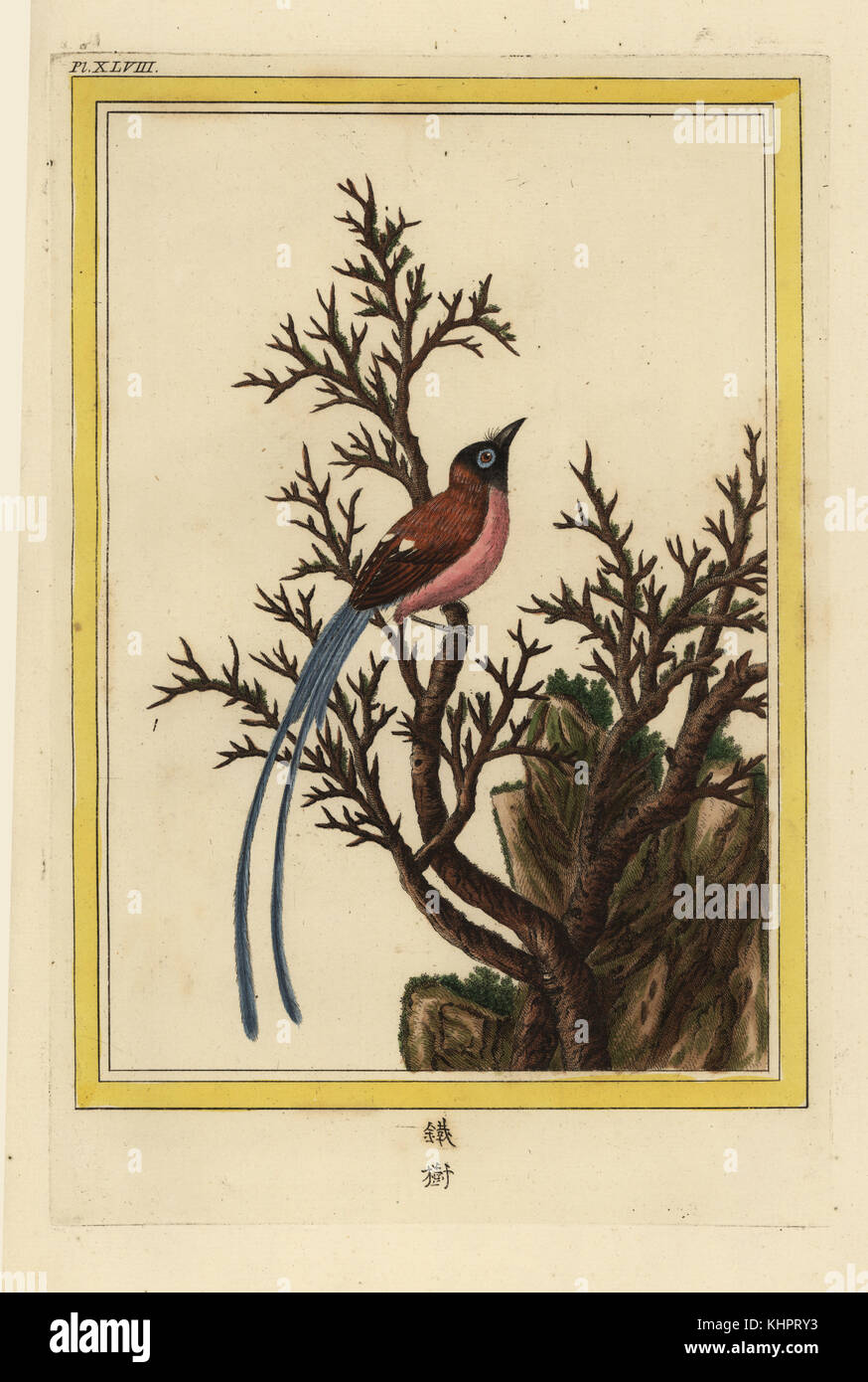 Un Arbre Sans Feuilles Tree Without Leaves Handcoloured