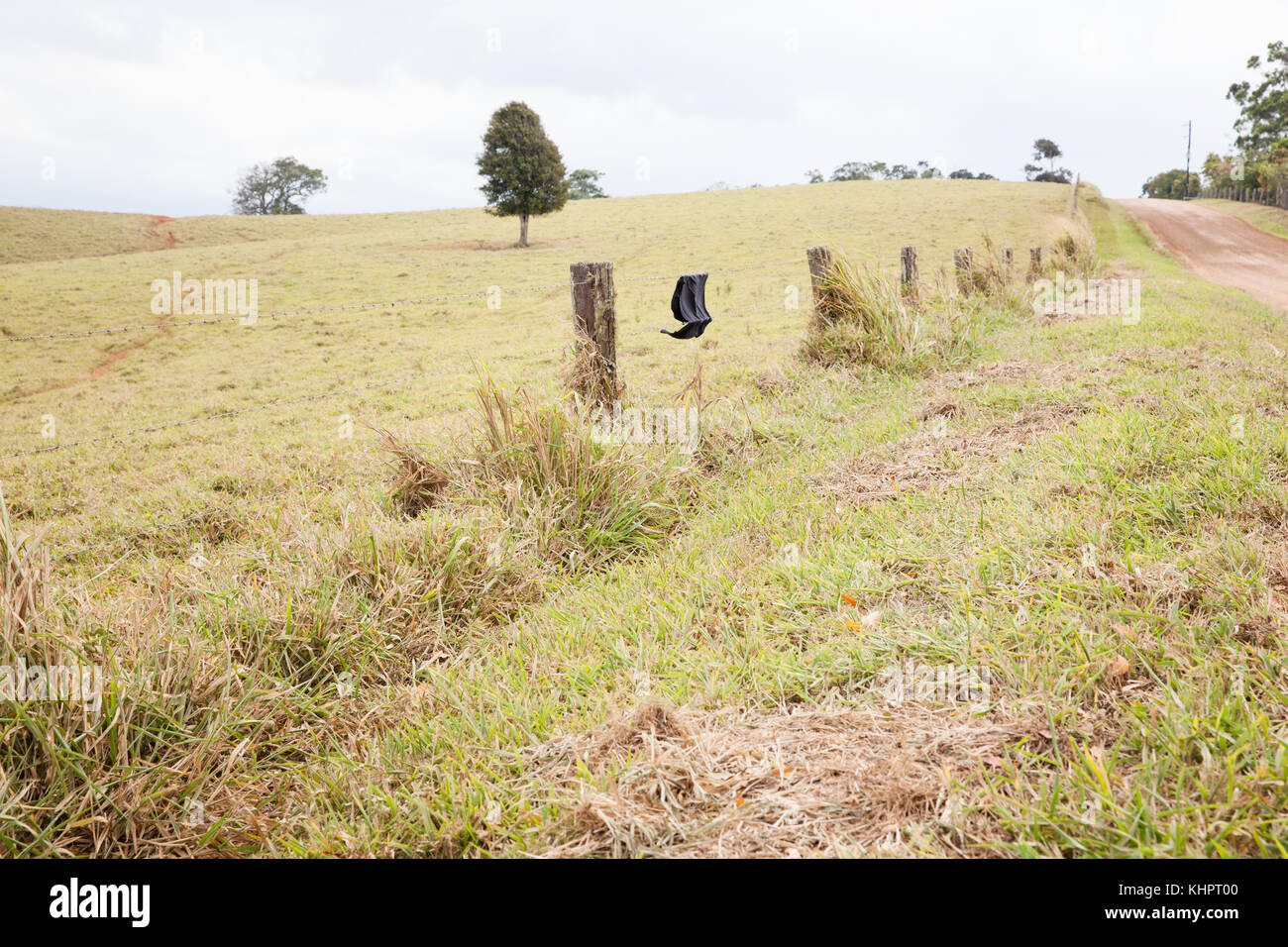 Little red Flyingfox (Pteropus scapulatus) entangled on barbed wire