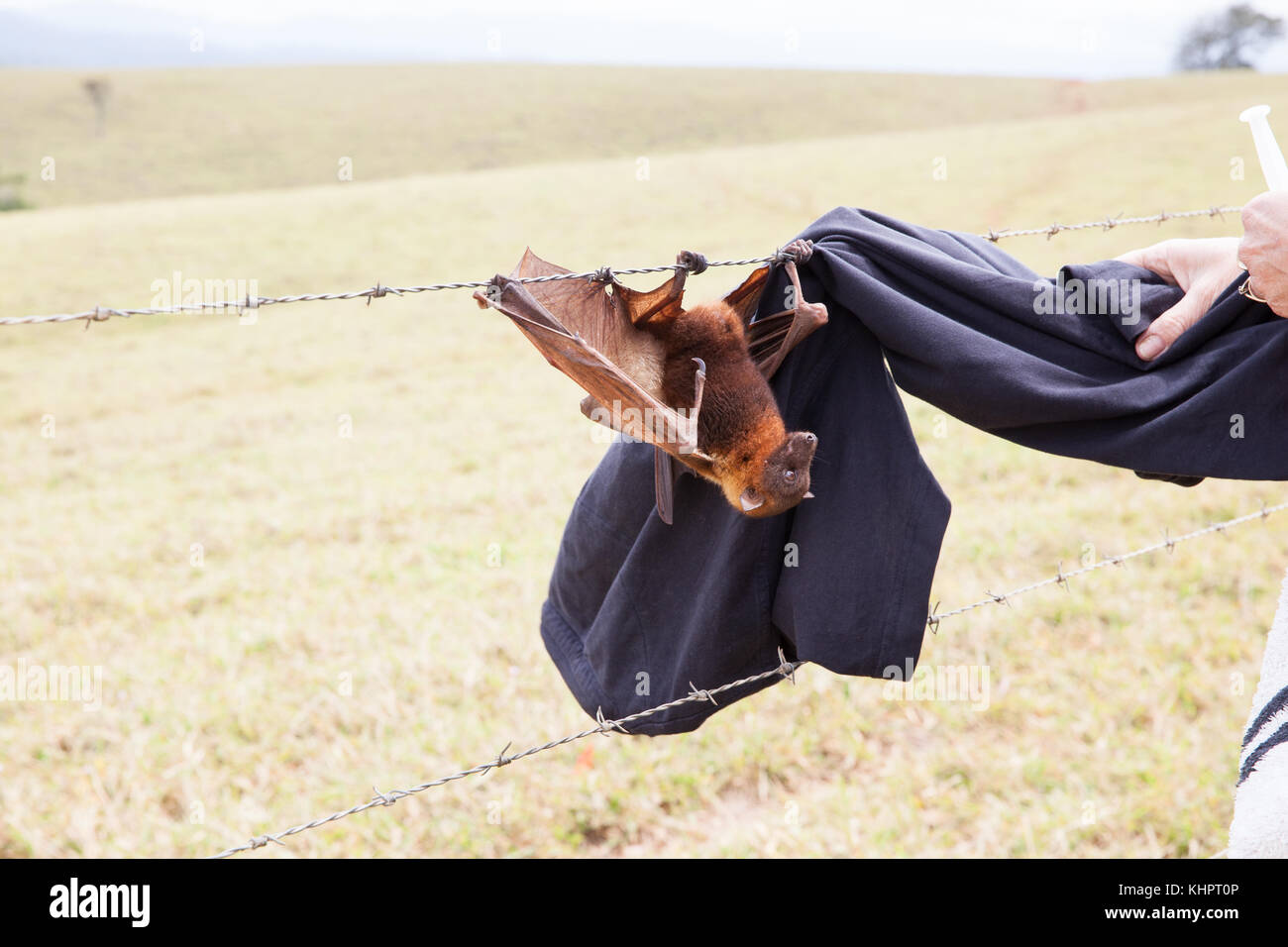 Little red Flyingfox (Pteropus scapulatus) entangled on barbed wire