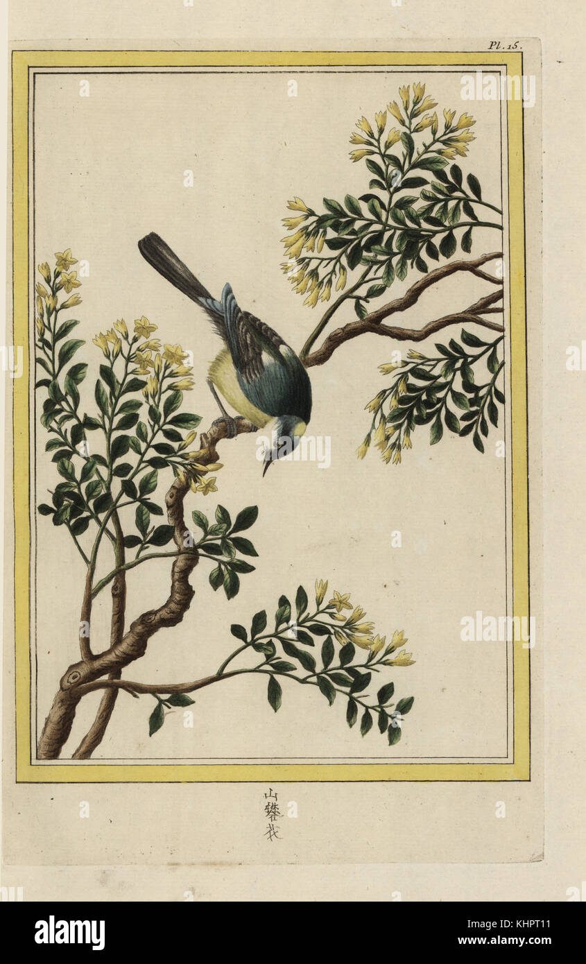 Le Jasmin jaune de la Chine. Yellow jasmine, Jasminum humile. Handcoloured etching from Pierre Joseph Buchoz' Collection precieuse et enluminee des fleurs les plus belles et les plus curieuses, qui se cultivent tant dans les jardins de la chine, que dans ceux de l'Europe, Paris, 1776. Stock Photo