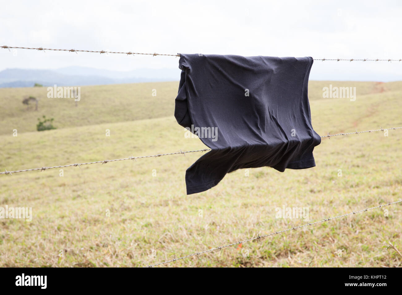 Little red Flyingfox (Pteropus scapulatus) entangled on barbed wire