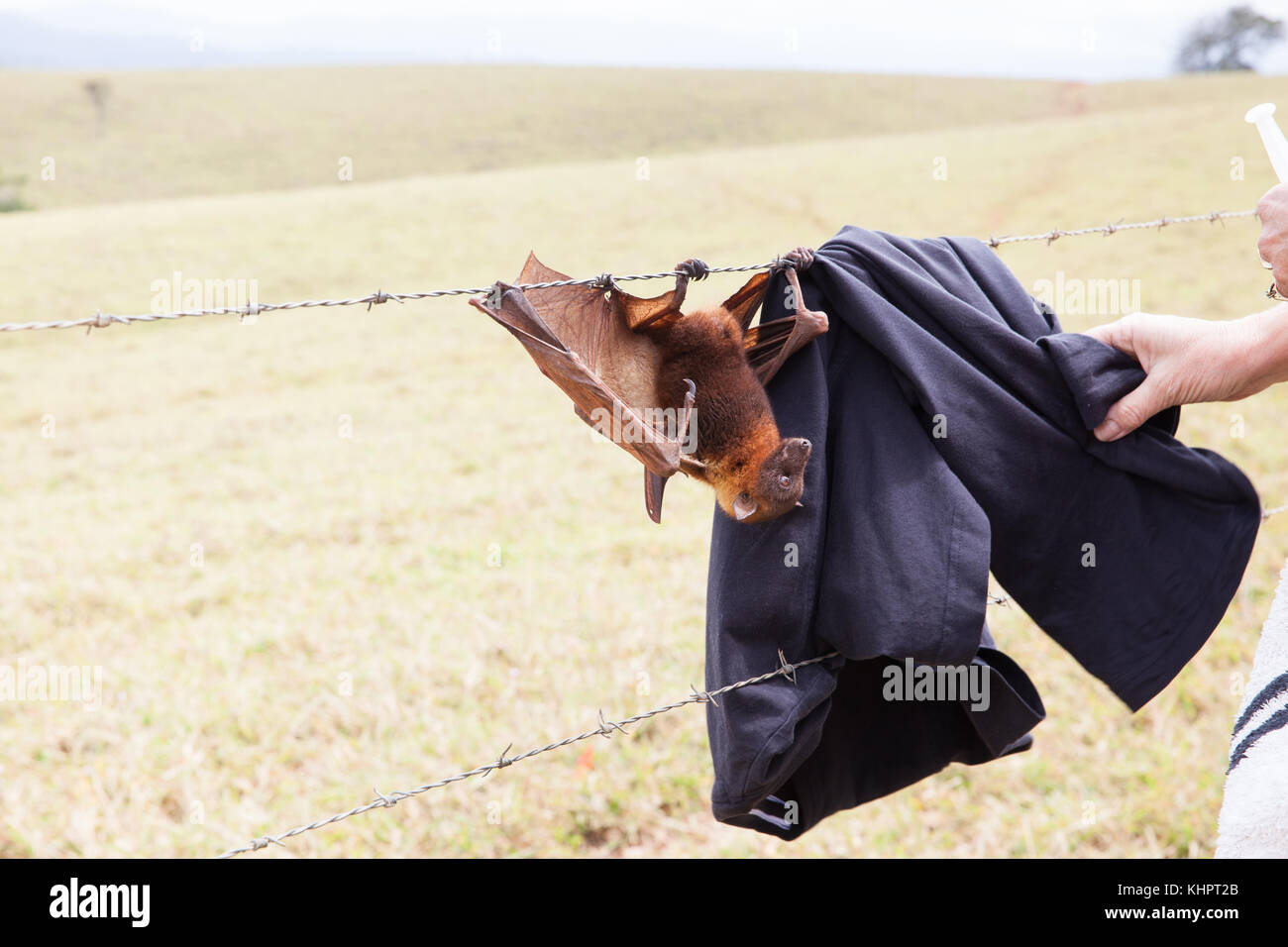 Little red Flyingfox (Pteropus scapulatus) entangled on barbed wire