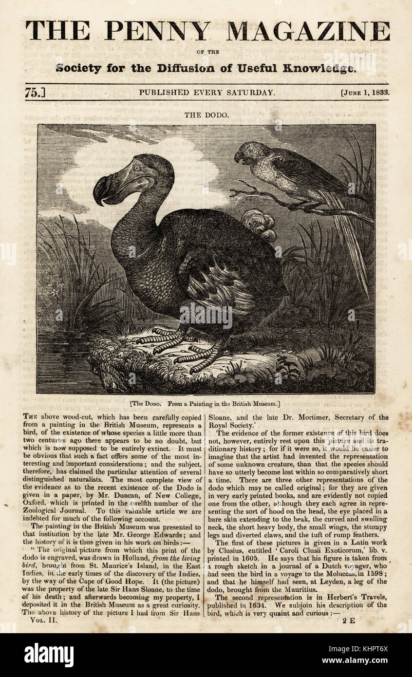 Dodo, Raphus cucullatus, and Martinique macaw, Ara martinicus, from a painting in the British Museum. Woodcut based on the painting by Roelant Savery in The Penny Magazine, London, June 1, 1833. Stock Photo