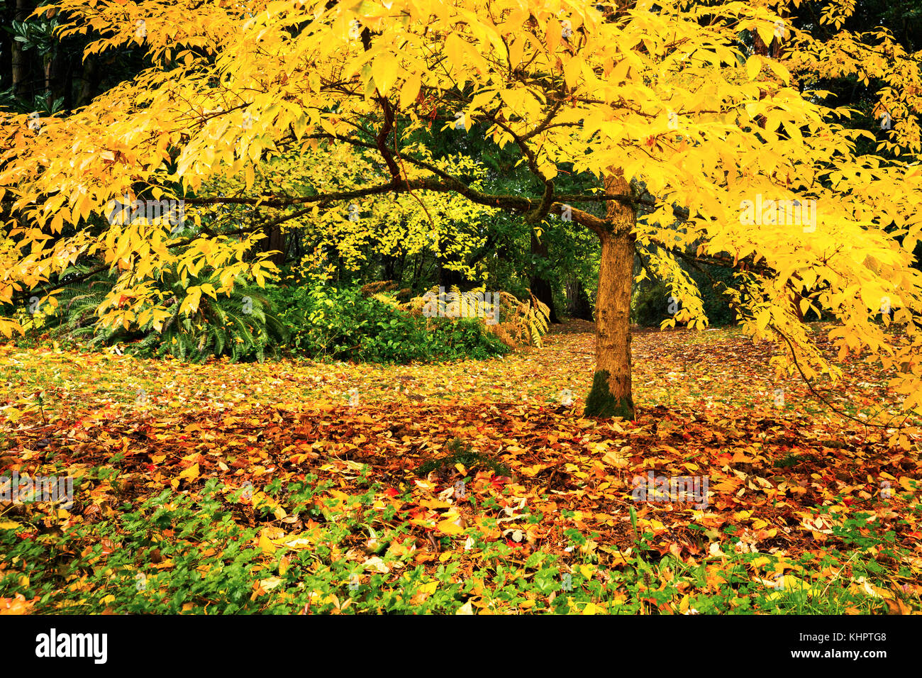 Tree with yellow fall foliage in Seattle's Washington Park Arboretum botanical Garden Stock Photo