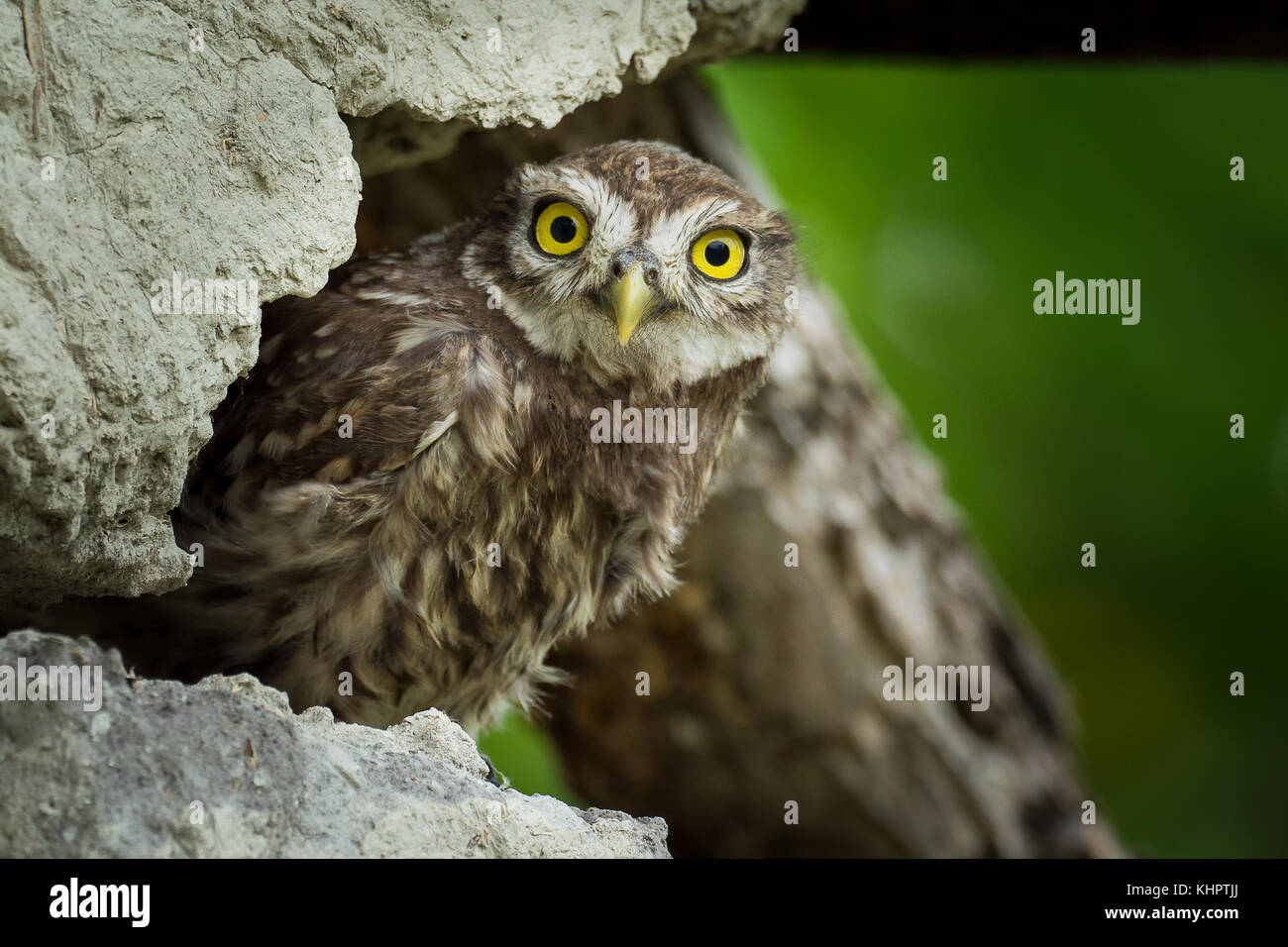 Young Little Owl (Athene noctua) hiding on the old wall. Stock Photo