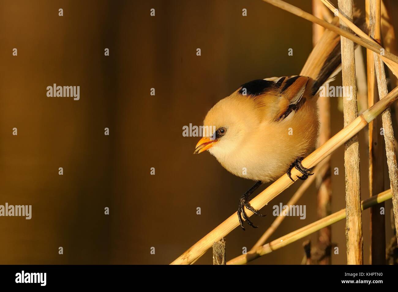 Young Bearded Reedling (Panurus biarmicus) captured close-up perched on a stalk of the reed enlightened by morning sun. Stock Photo