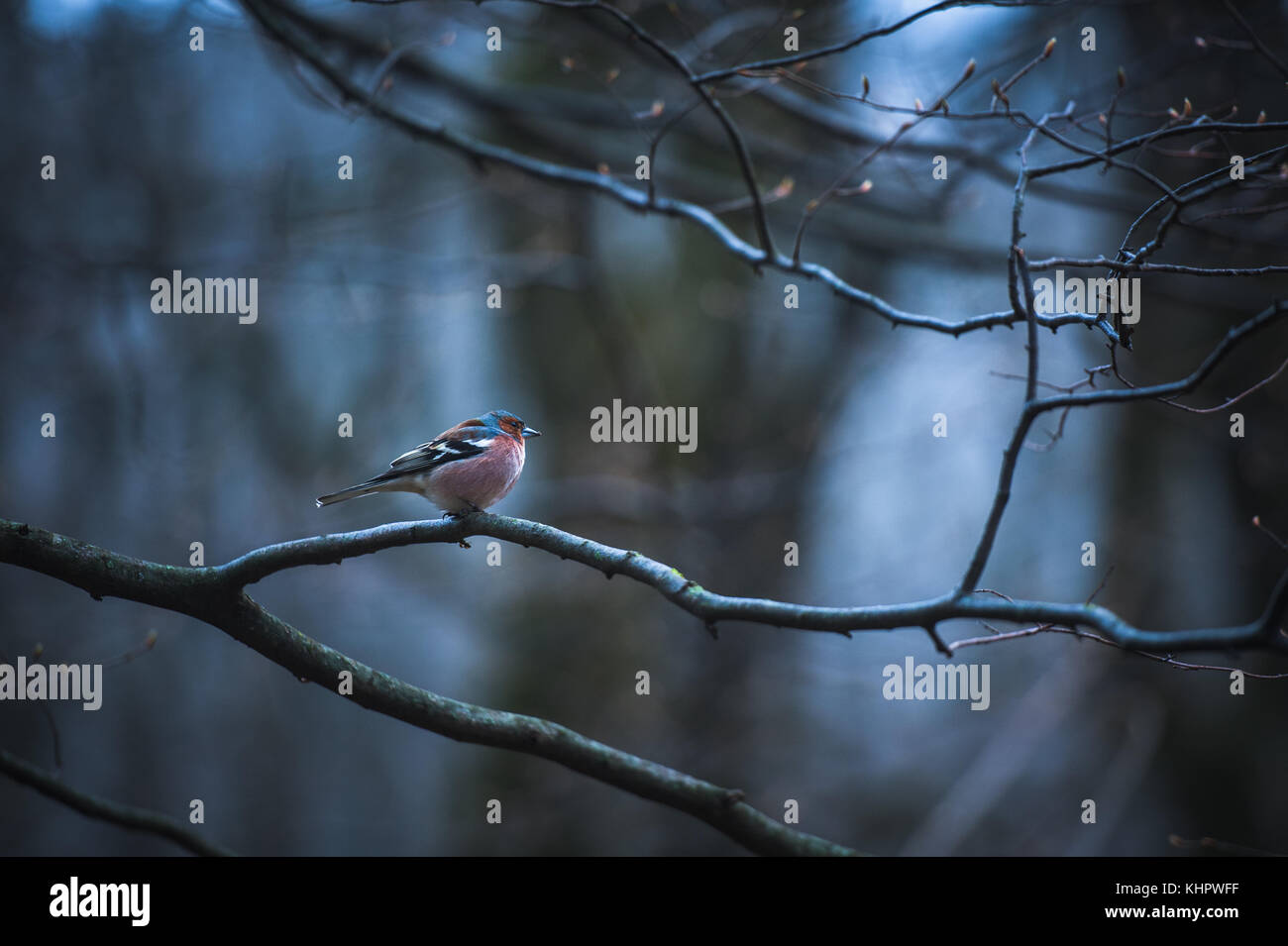 Male House Finch on an icy branch on the tree Stock Photo