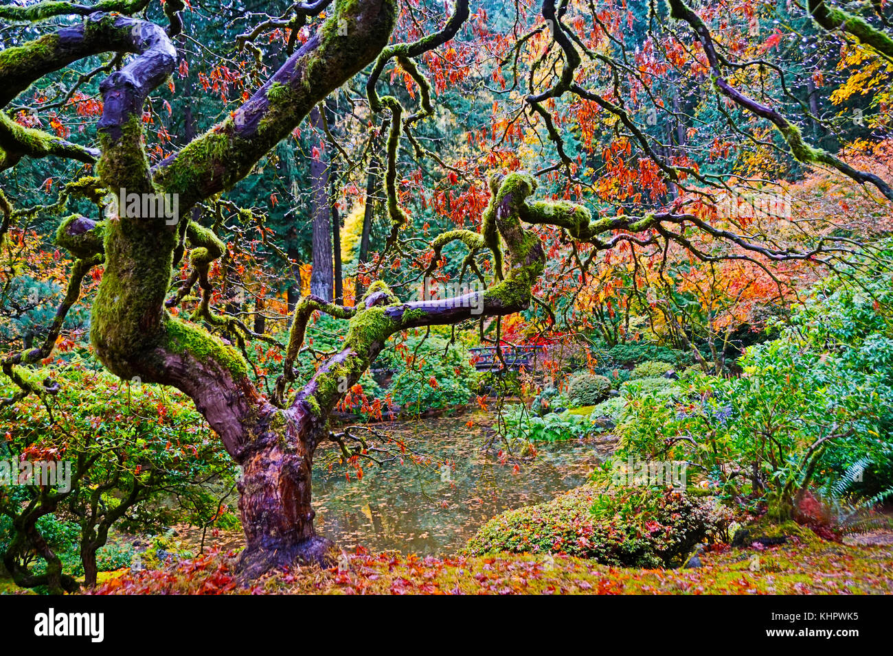 Portland Japanese Garden crooked tree in autumn Stock Photo