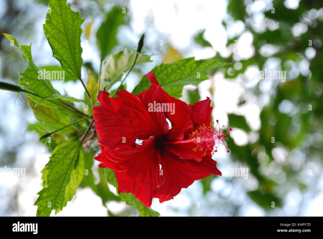 Waimea Valley - Oahu, Hawaii Stock Photo