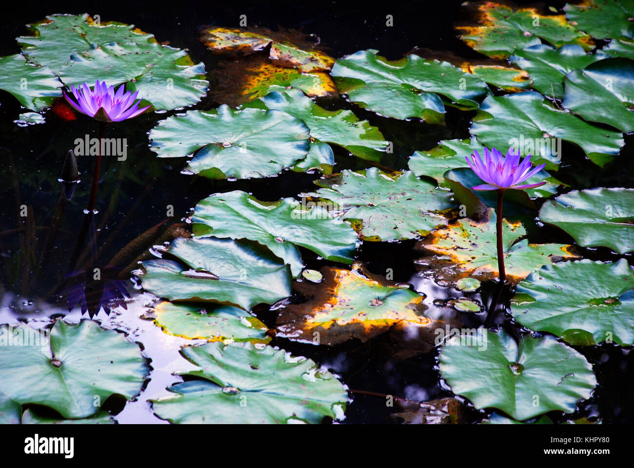 Purple hawaii flowers hi-res stock photography and images - Alamy