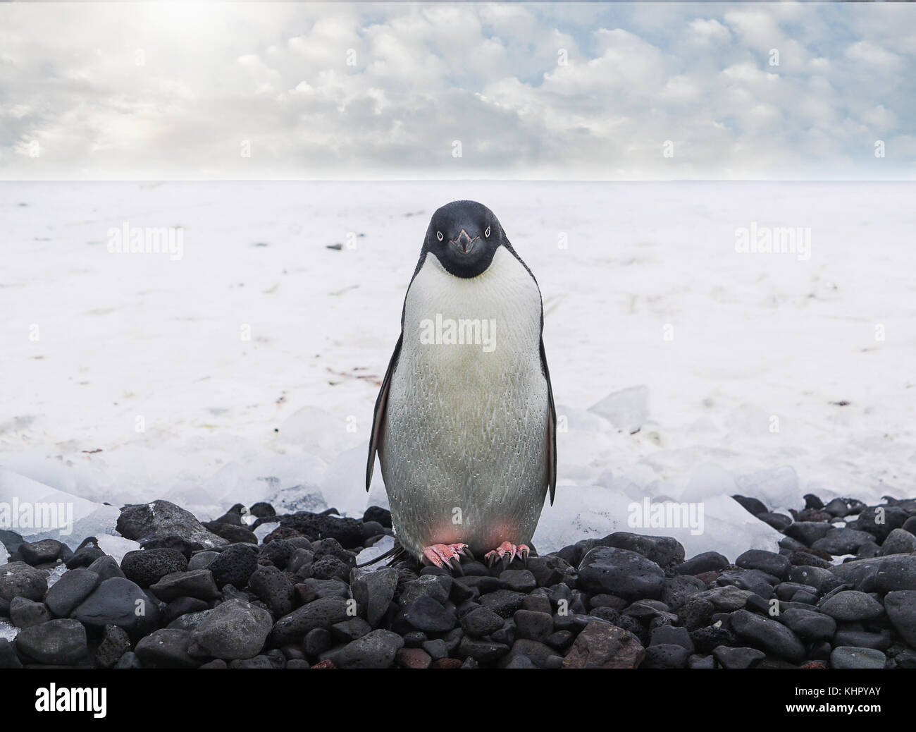 A close up view of a cute adelie penguin facing the camera, standing on a pebble beach on the Antarctic peninsula. Paulet Island, Antarctica. Stock Photo