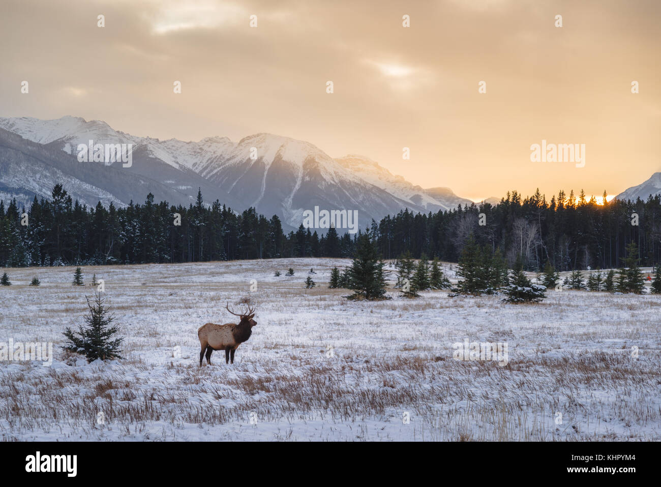 Elk in the wild Stock Photo