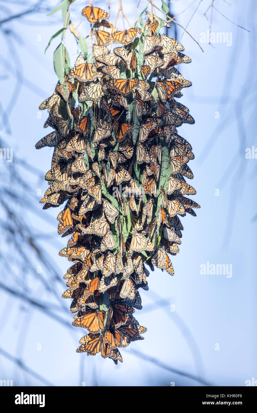 Monarch Butterflies forming a cluster to stay warm during migration. Stock Photo
