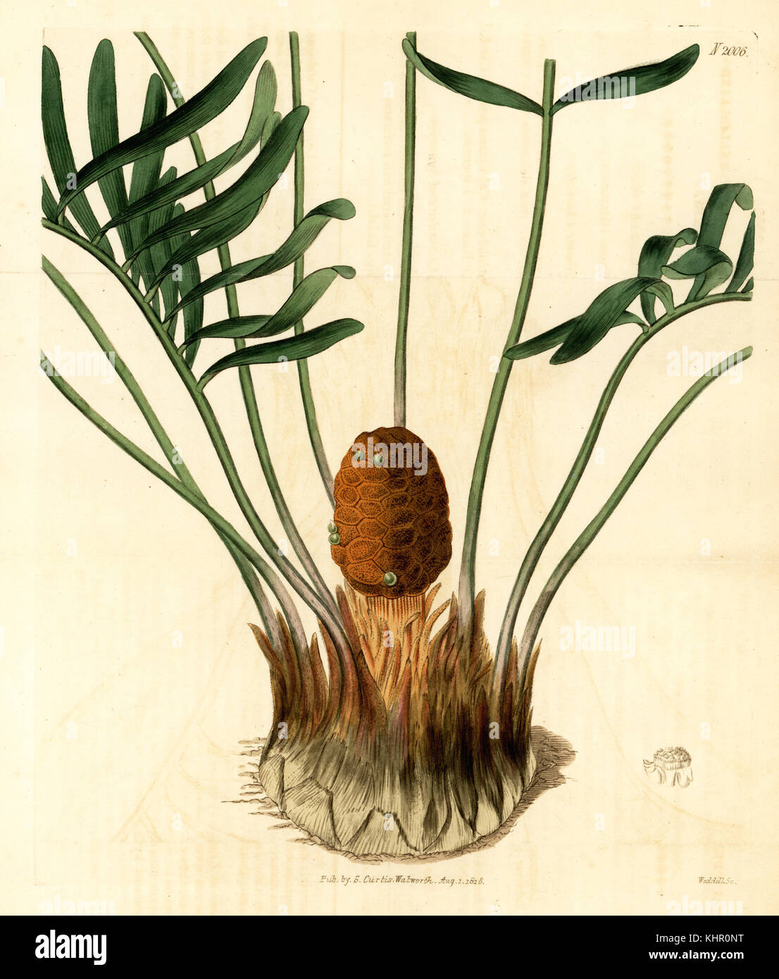 Coontie, Zamia pumila var. male. Handcoloured copperplate engraving by Weddell from Samuel Curtis' Botanical Magazine, London, 1818. Stock Photo