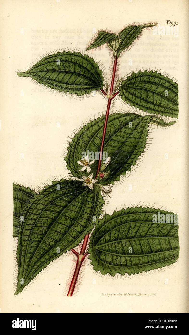 Soapbush or Koster's curse, Clidemia hirta (Melastoma hirtum]. Handcoloured copperplate engraving by Weddell from Samuel Curtis' Botanical Magazine, London, 1818. Stock Photo