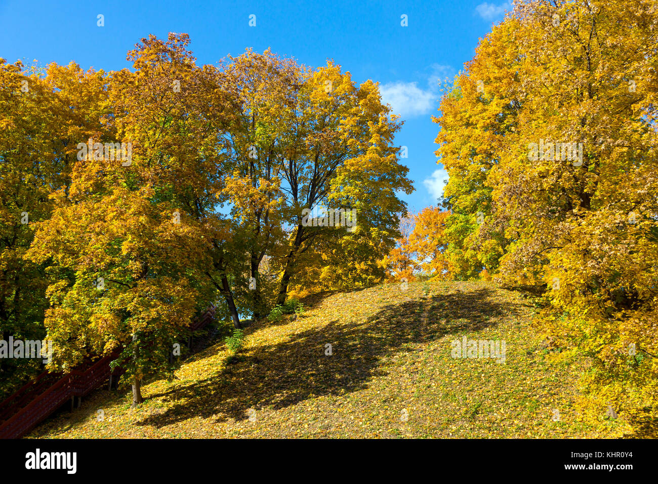 Yellowed maple trees in autumn park Stock Photo - Alamy