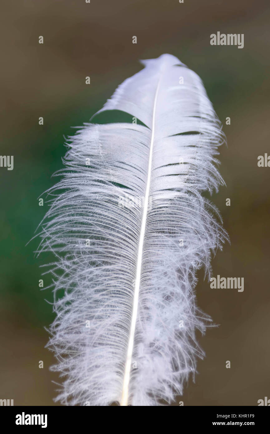 White bird feather very close-up a blurred background Stock Photo