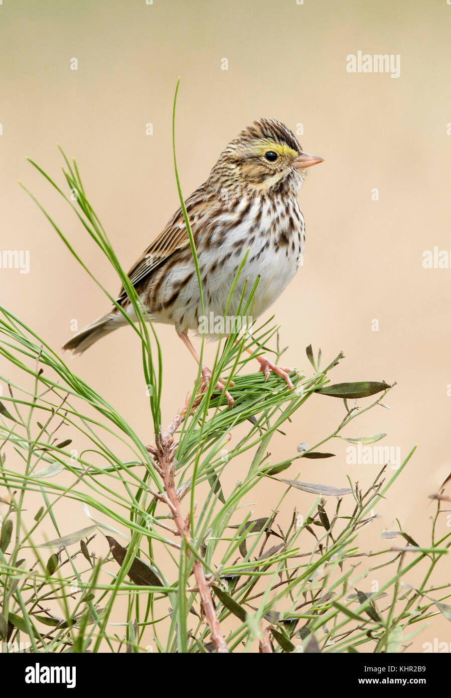 Savannah Sparrow (Passerculus sandwichensis), Texas Stock Photo - Alamy