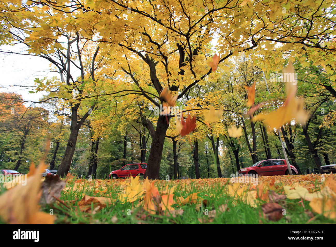 Maple Leaves Falling Stock Photos & Maple Leaves Falling Stock Images
