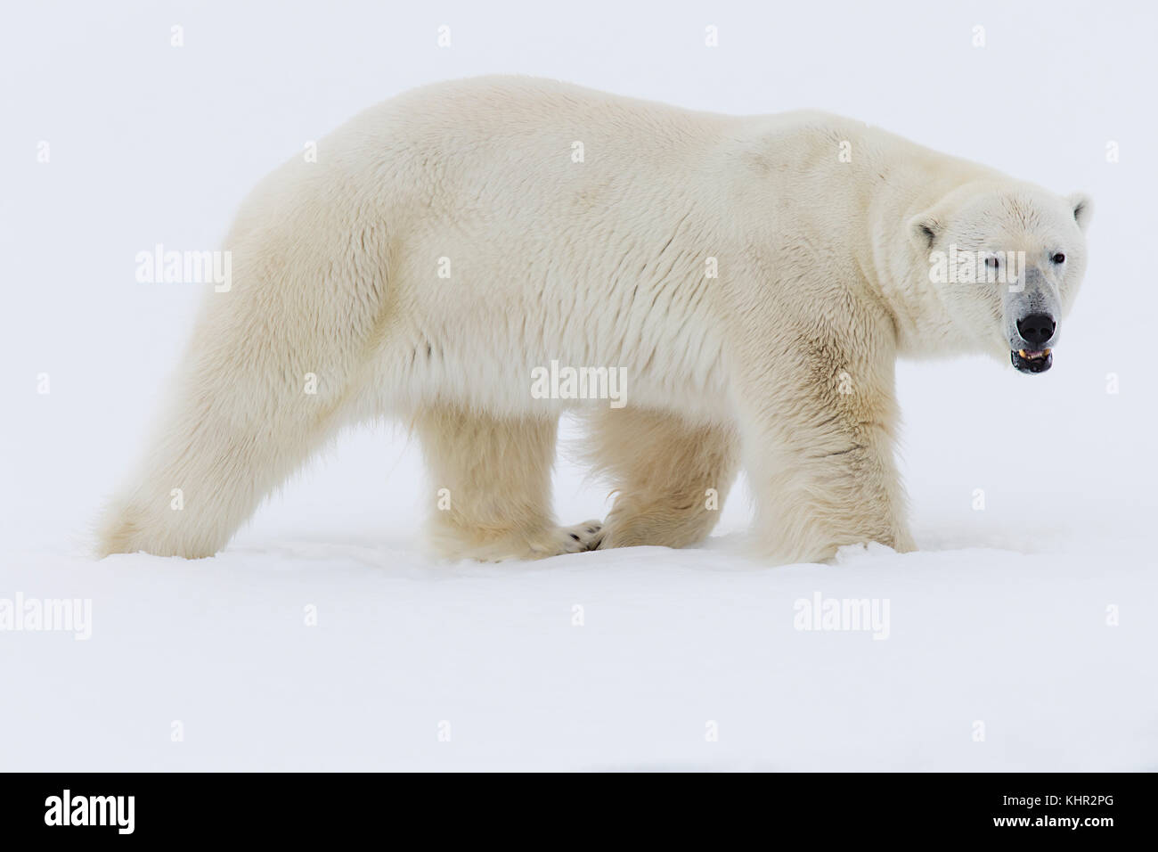 Polar Bear Ursus Maritimus Spitsbergen Svalbard Norway Stock Photo