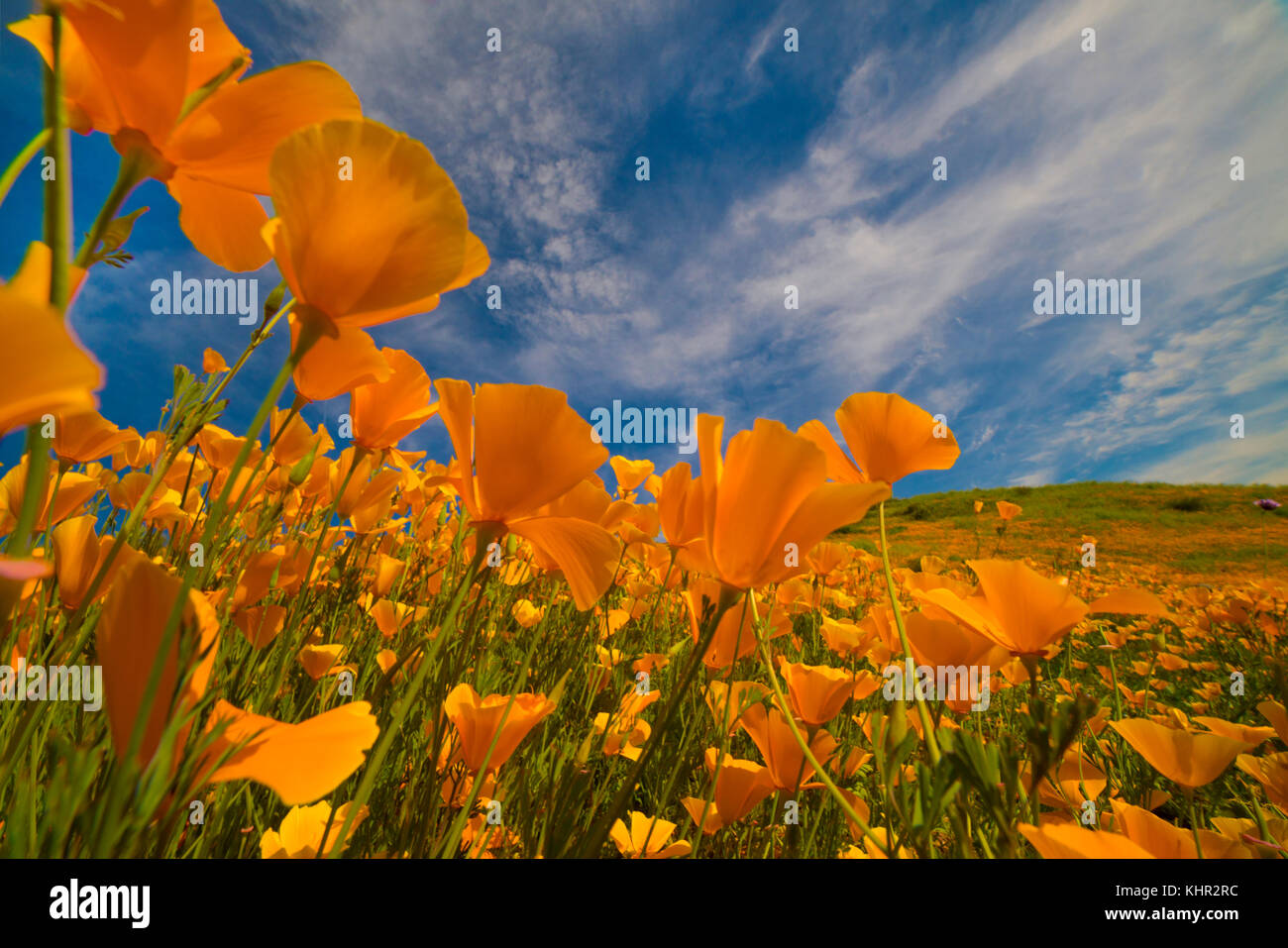 California Poppy (Eschscholzia californica) flowers in spring bloom