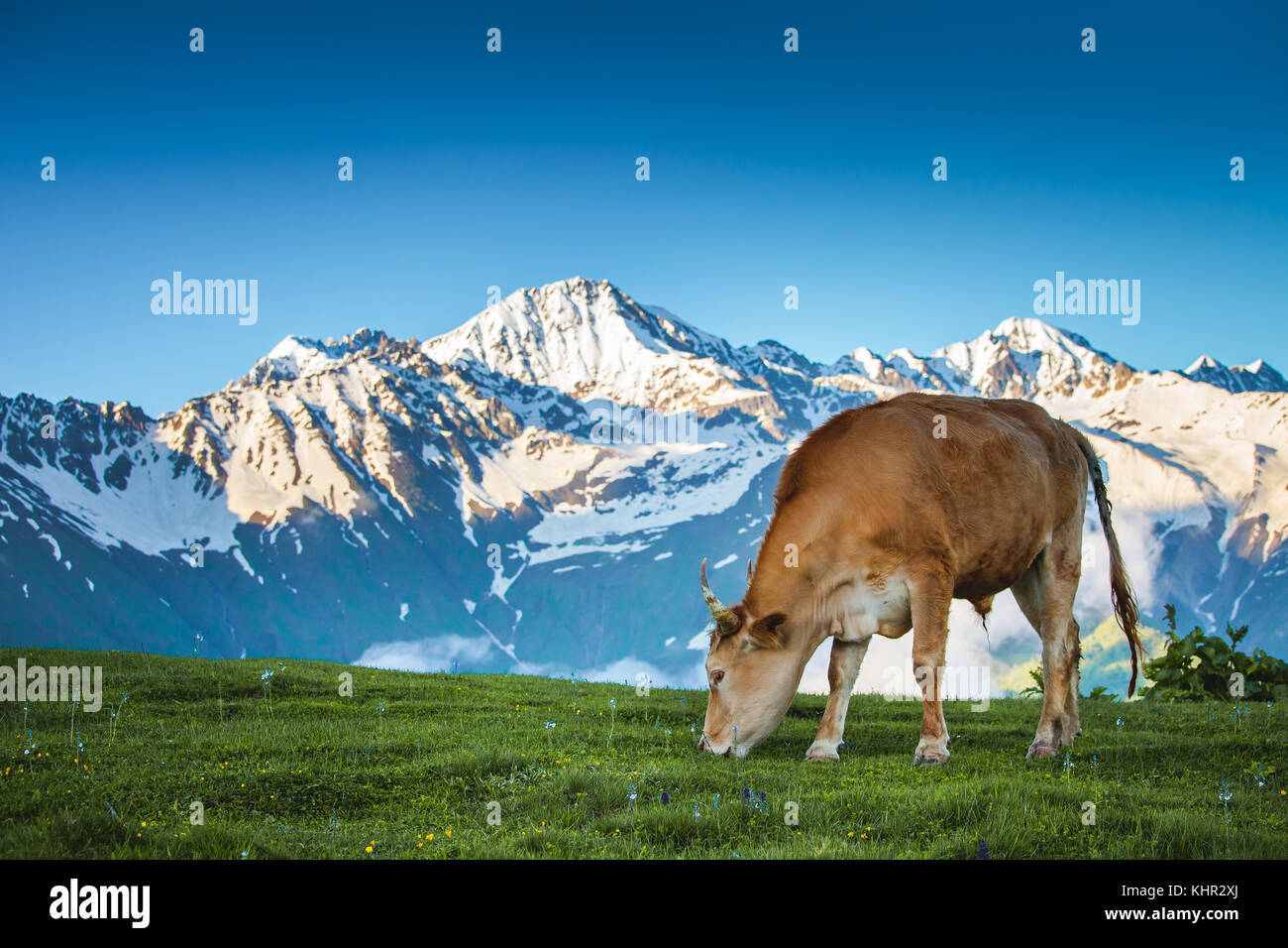 Summer landscape in the Alps with cow grazing Stock Photo - Alamy
