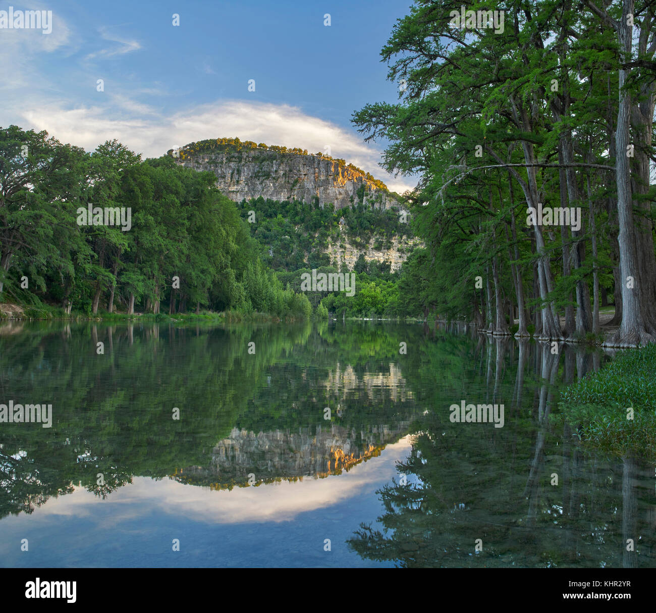 Bald Cypress (Taxodium distichum) trees along river, Frio River, Old ...