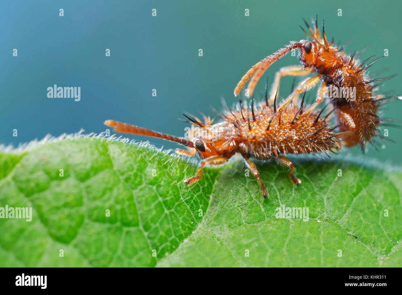 Leaf Beetle (Chrysomelidae) pair mating, Udzungwa Mountains National