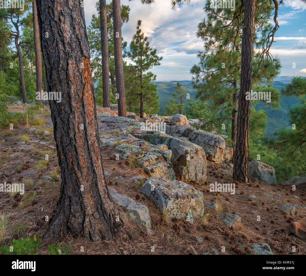 Ponderosa Pine (Pinus ponderosa) trees, Mogollon Rim, Mazatzal ...