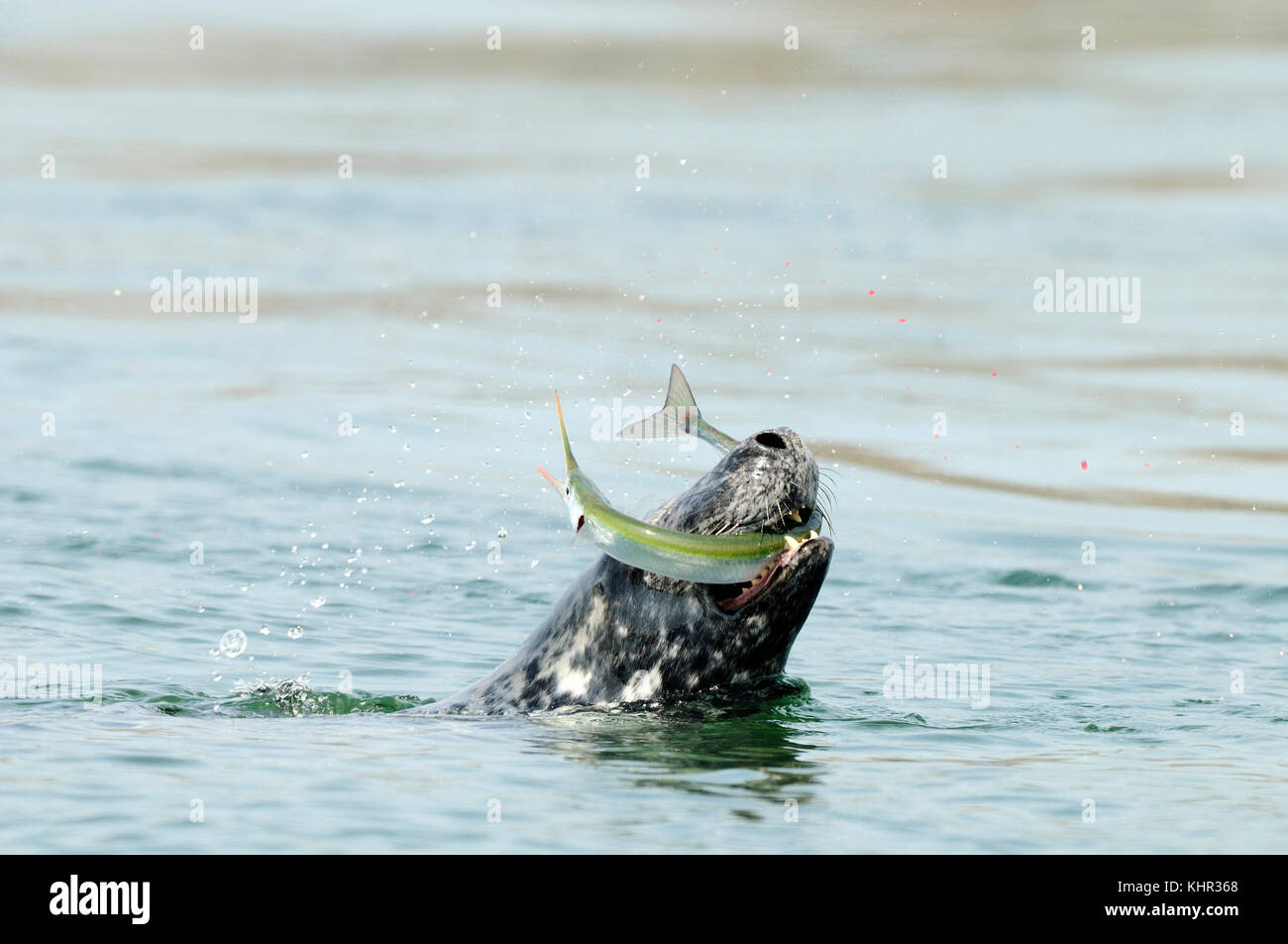 Grey Seal (Halichoerus grypus) with Garpike (Belone belone) prey ...