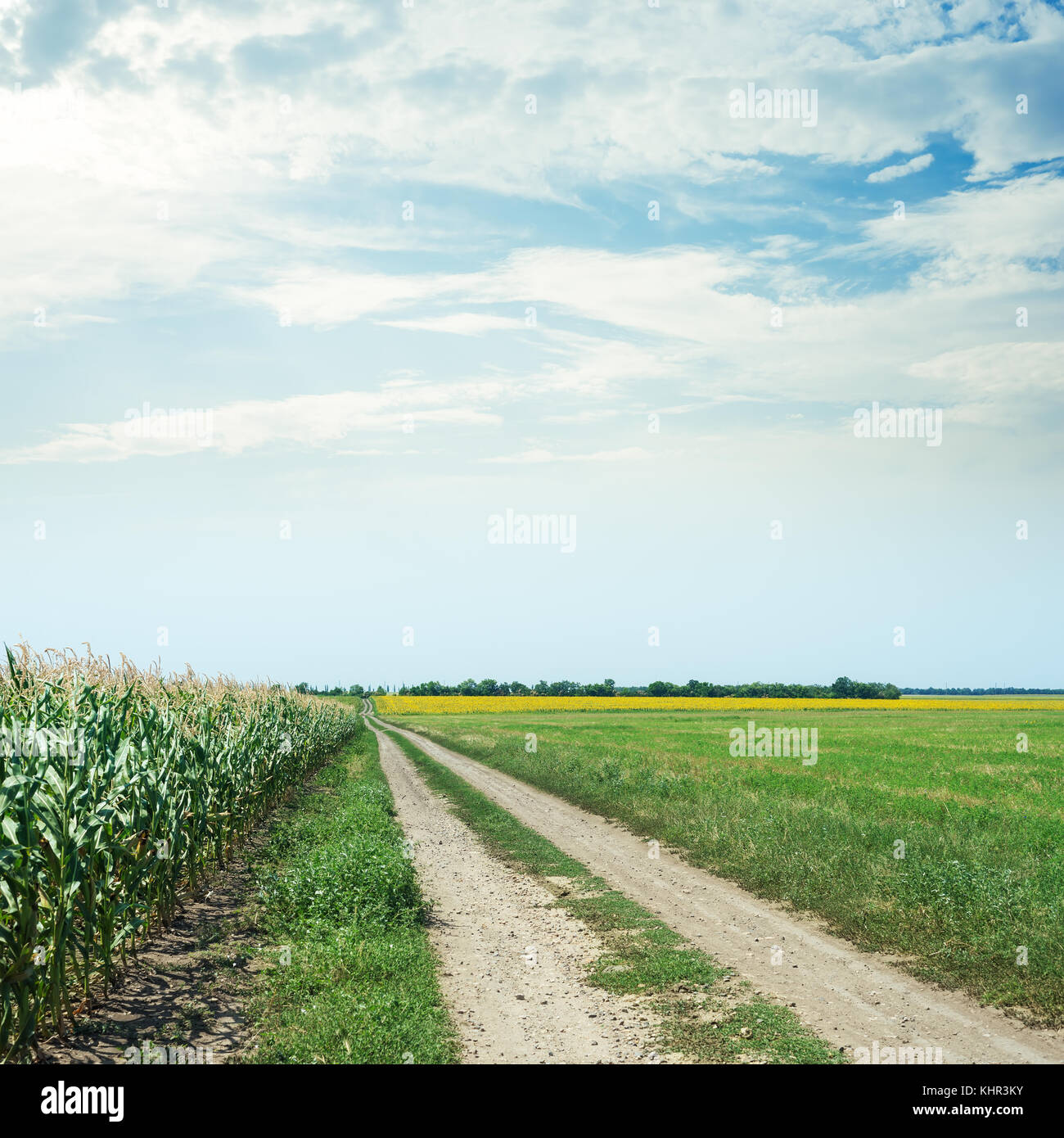 dirty rural road in agriculture fields and clouds in sky Stock Photo ...