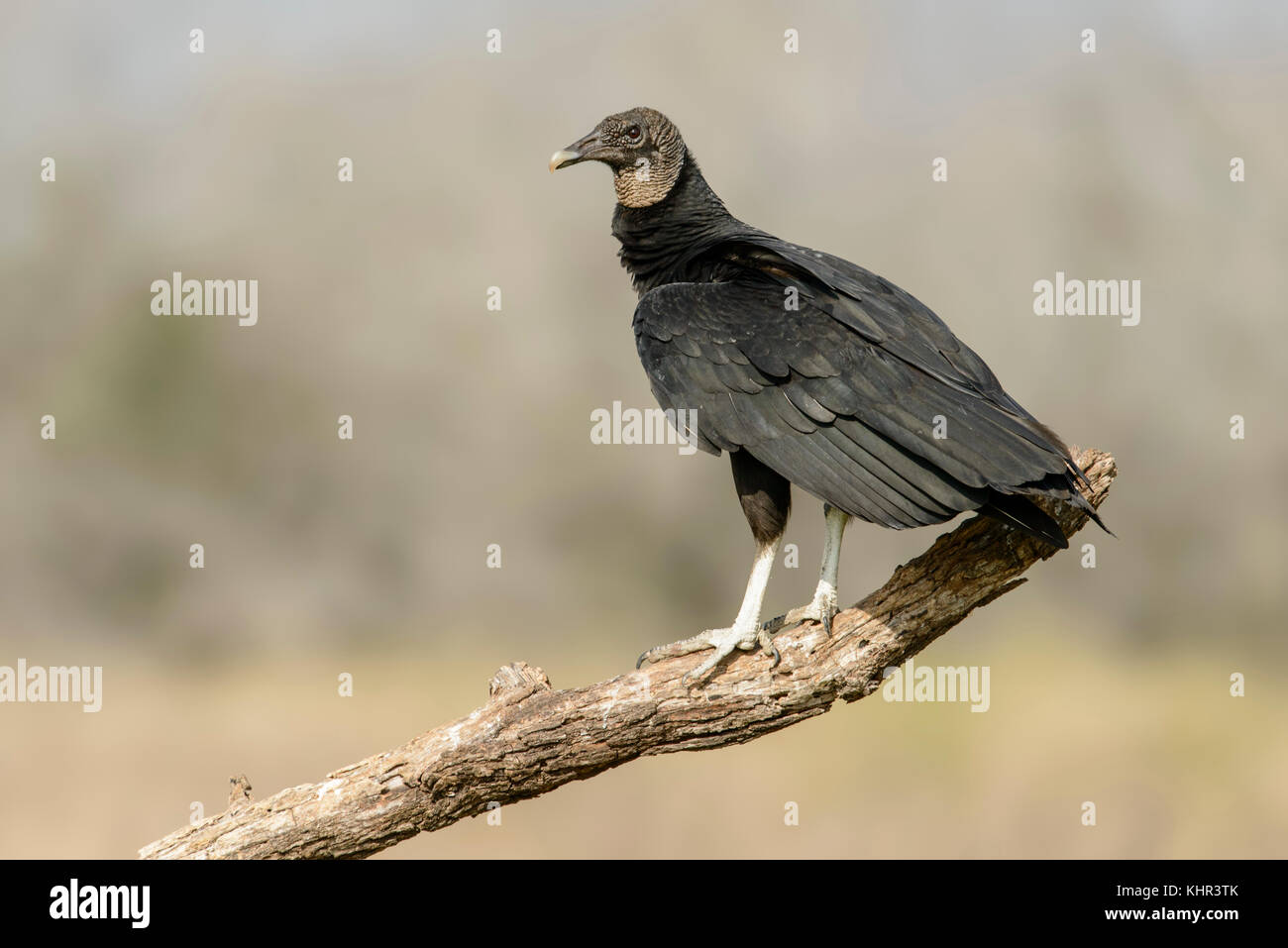 American Black Vulture (Coragyps atratus), Texas Stock Photo Alamy