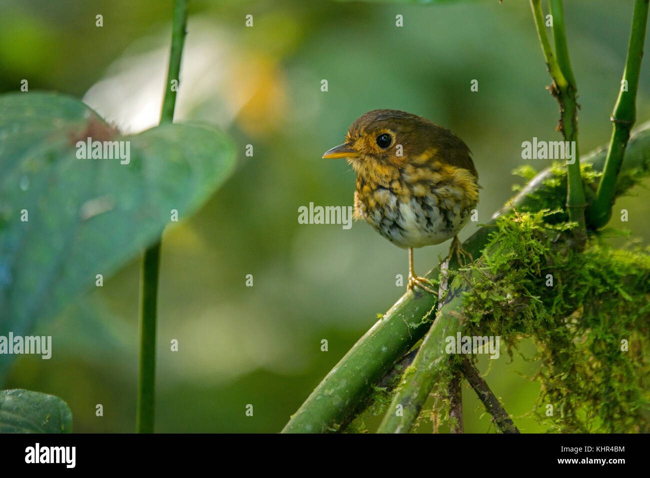 Ochrebreasted Antpitta (Grallaricula flavirostris), Ecuador Stock