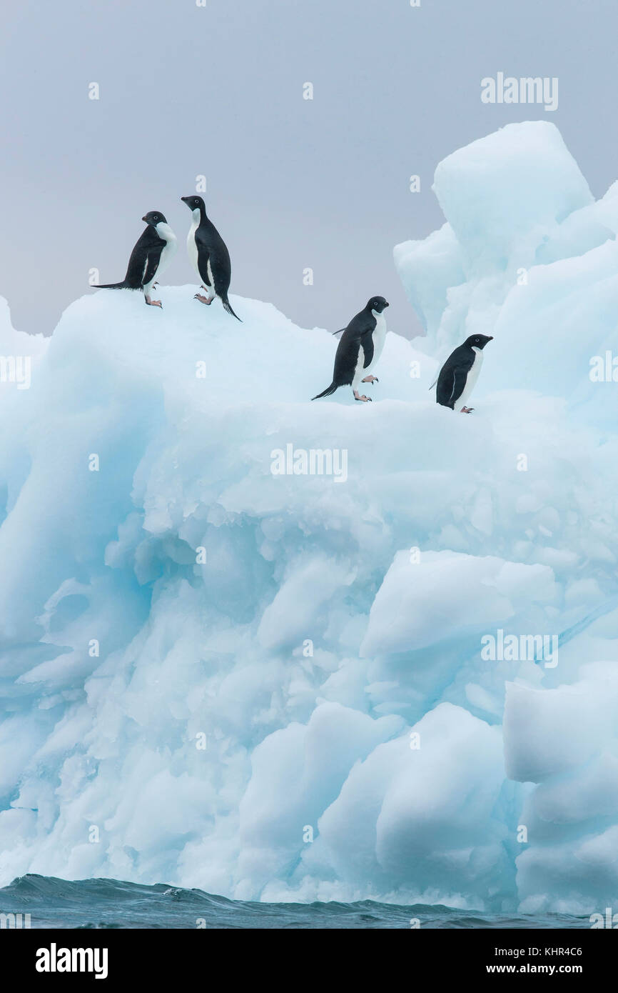 Adelie Penguin (Pygoscelis adeliae) group on iceberg, Antarctica Stock ...