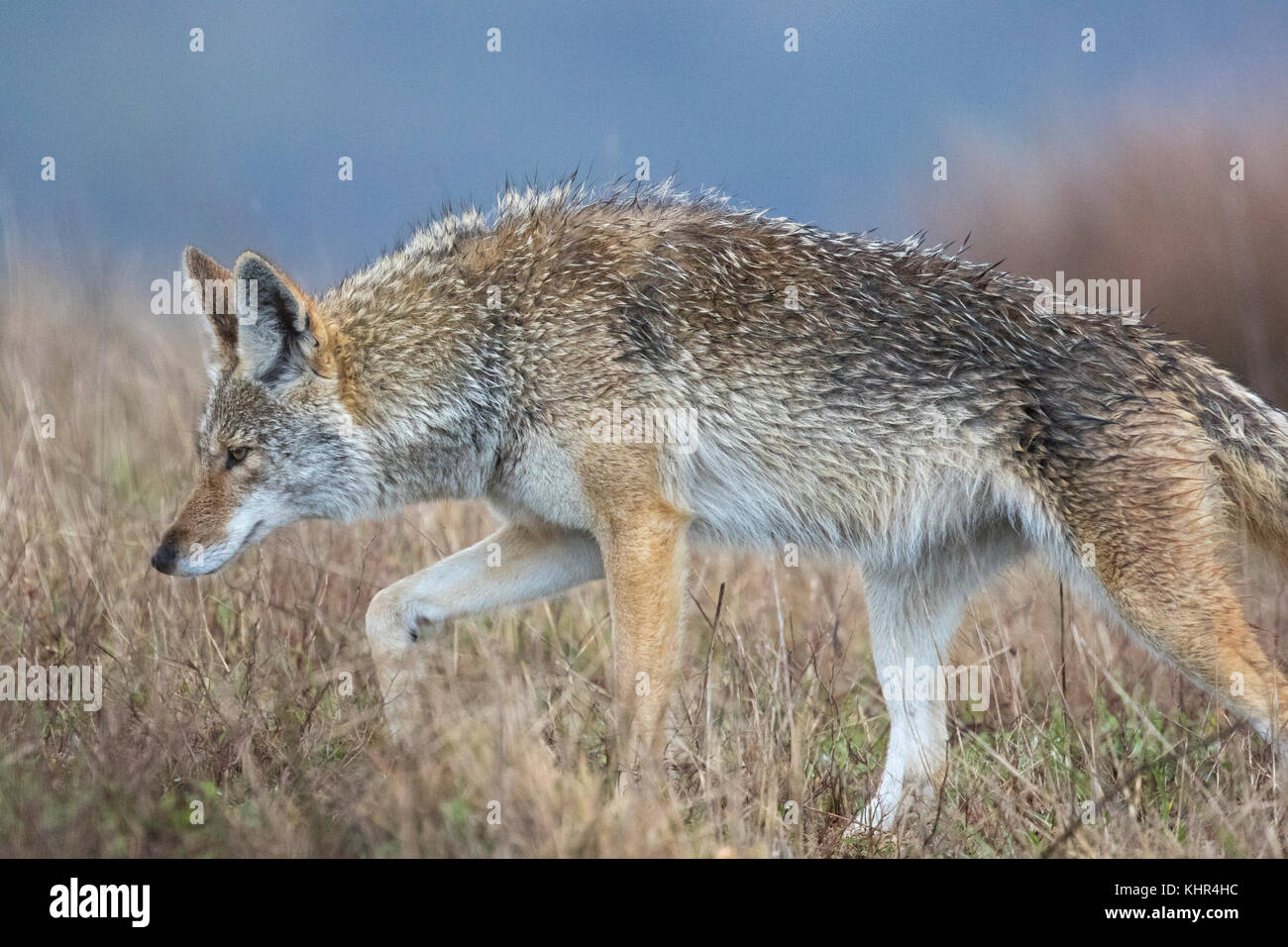 Coyote (Canis latrans), Point Reyes National Seashore, California Stock ...
