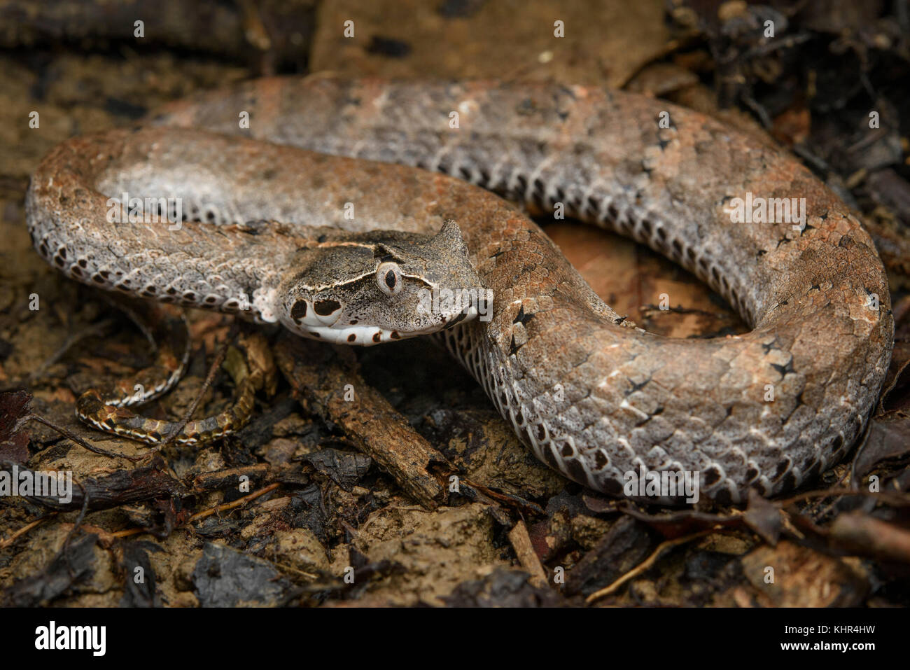 Smooth-scaled Death Adder (Acanthophis laevis), Nimbokrang, New Guinea ...
