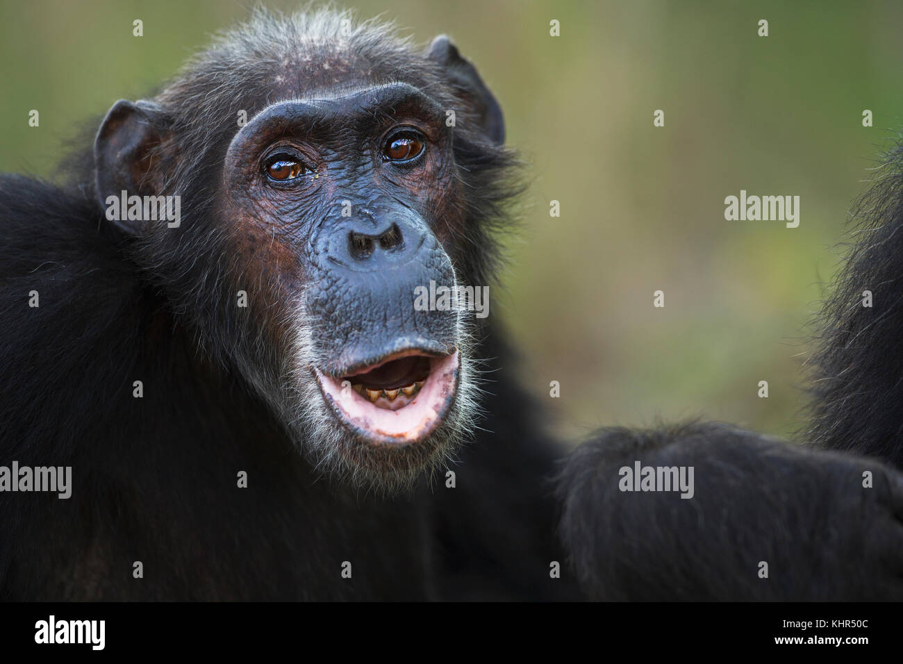 Eastern Chimpanzee (Pan troglodytes schweinfurthii) female, fiftyfour