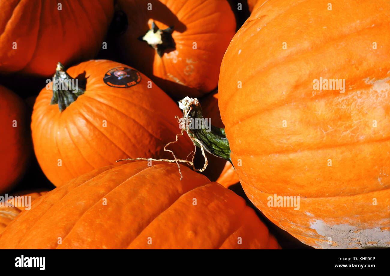 A group of pumpkins on a bale of hay Stock Photo Alamy