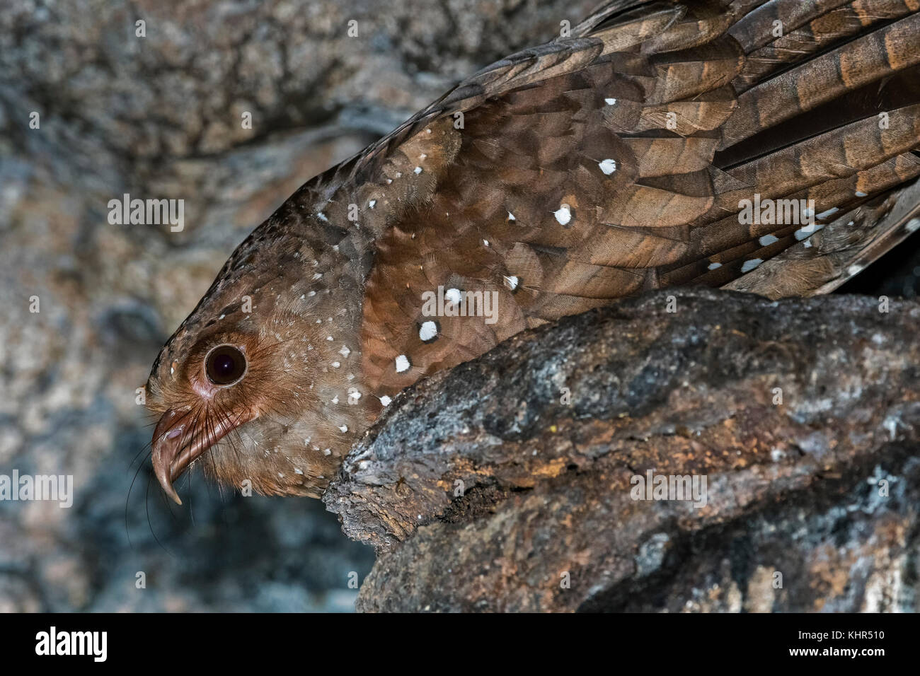 Oilbird Oilbird (Steatornis caripensis) on nest in cave, Guacharo Cave National ...