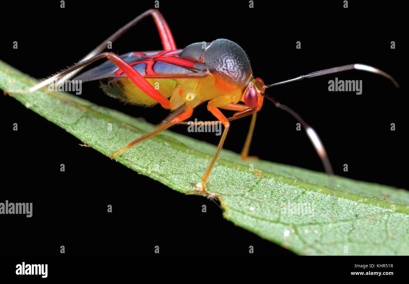 Capsid Bug (Kosmiomiris rubroornatus), Danum Valley Conservation Area, Sabah, Borneo, Malaysia Stock Photo