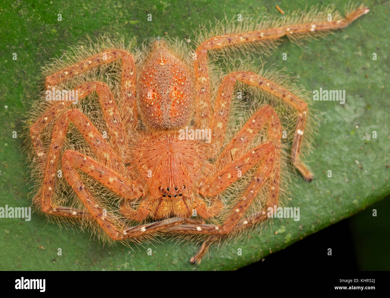 David Bowie Huntsman Spider (Heteropoda davidbowie), Gunung Leuser