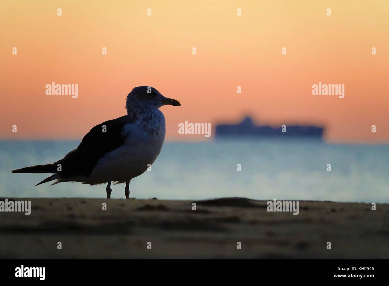 Seagull on beach at sunset Stock Photo
