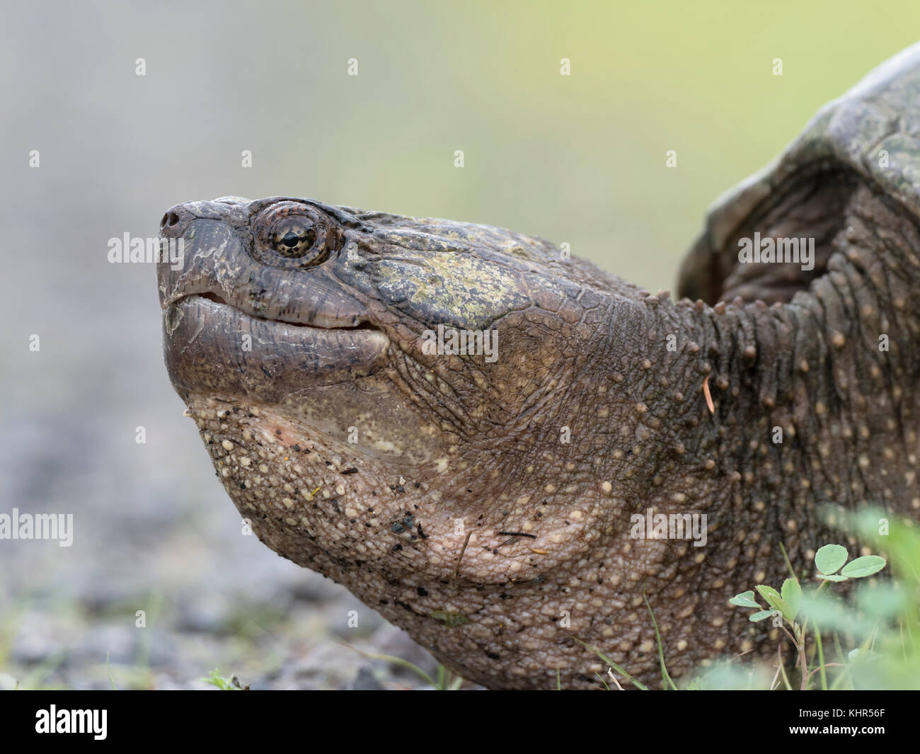 Snapping Turtle (Chelydra serpentina) female, Nova Scotia, Canada Stock ...