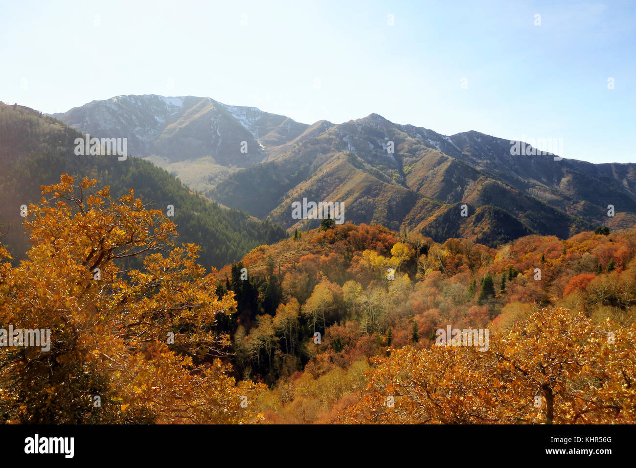 A Utah hillside covered with fall trees on a bright blue sky Stock ...