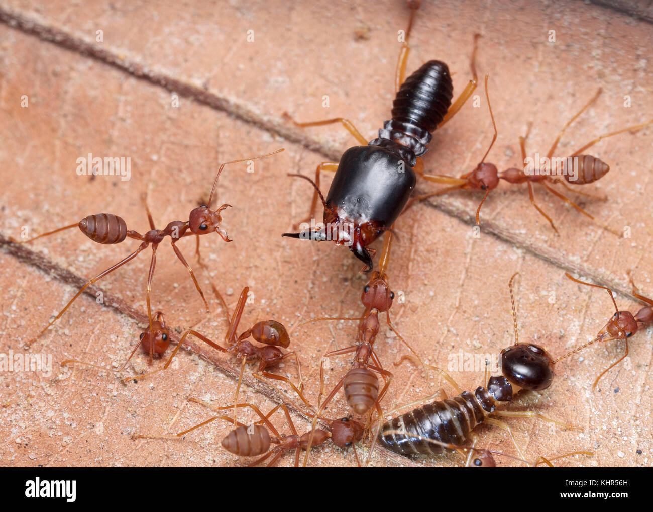 Green Tree Ant (Oecophylla smaragdina) group attacking Termite