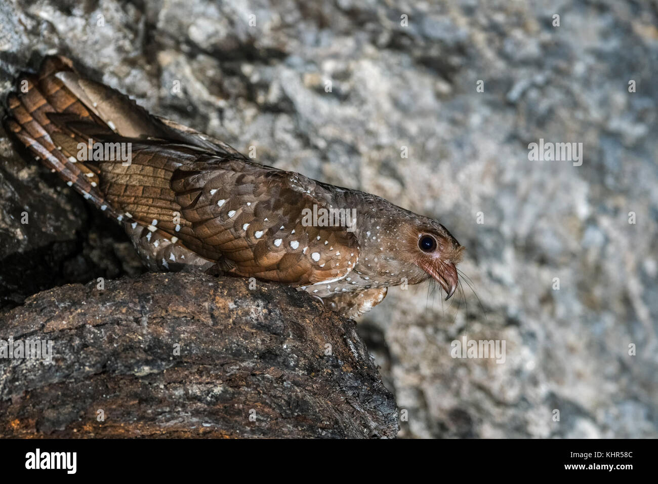 Oilbird Oilbird (Steatornis caripensis) on nest in cave, Guacharo Cave National ...