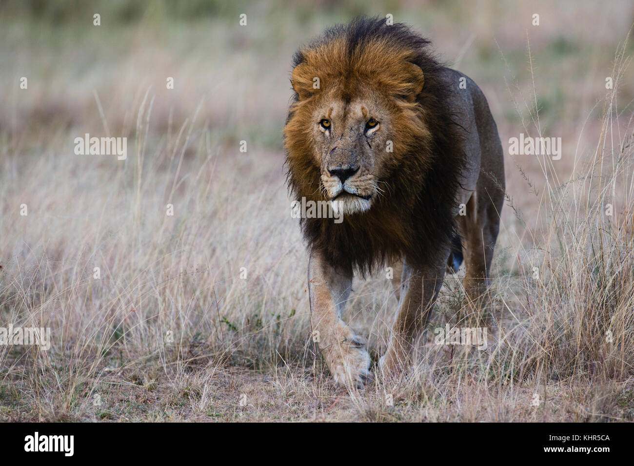 African Lion (Panthera leo) male, Masai Mara, Kenya Stock Photo - Alamy