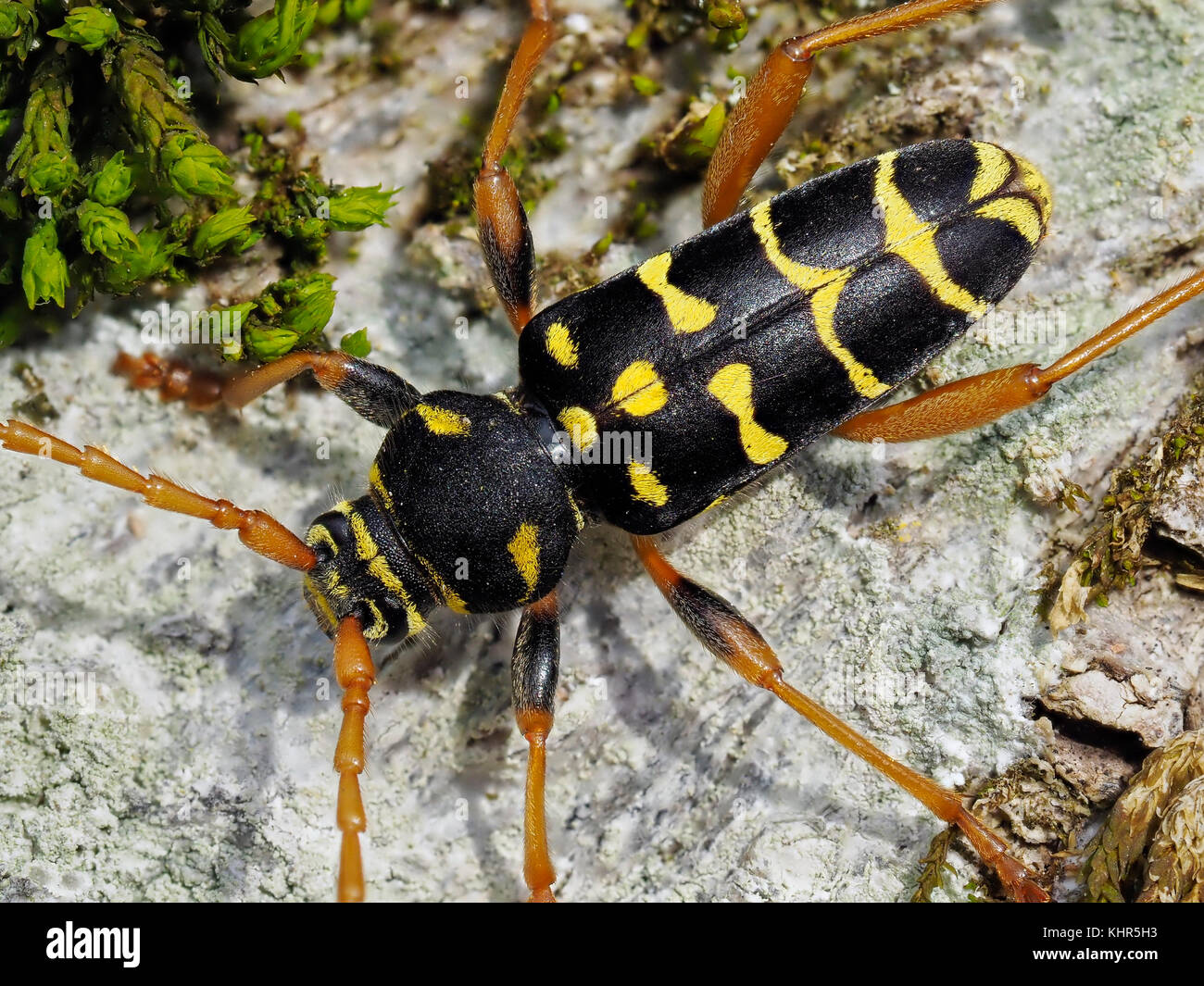 Longhorn Beetle (Plagionotus arcuatus) male, Upper Bavaria, Germany Stock Photo