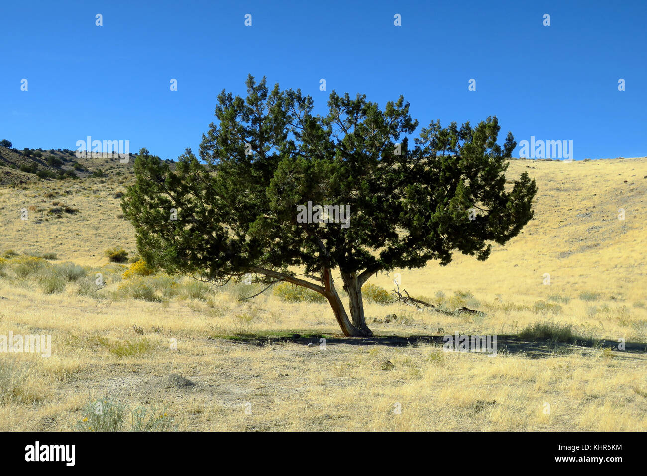 A isolated scrub tree on a grassy meadow and hillside Stock Photo Alamy