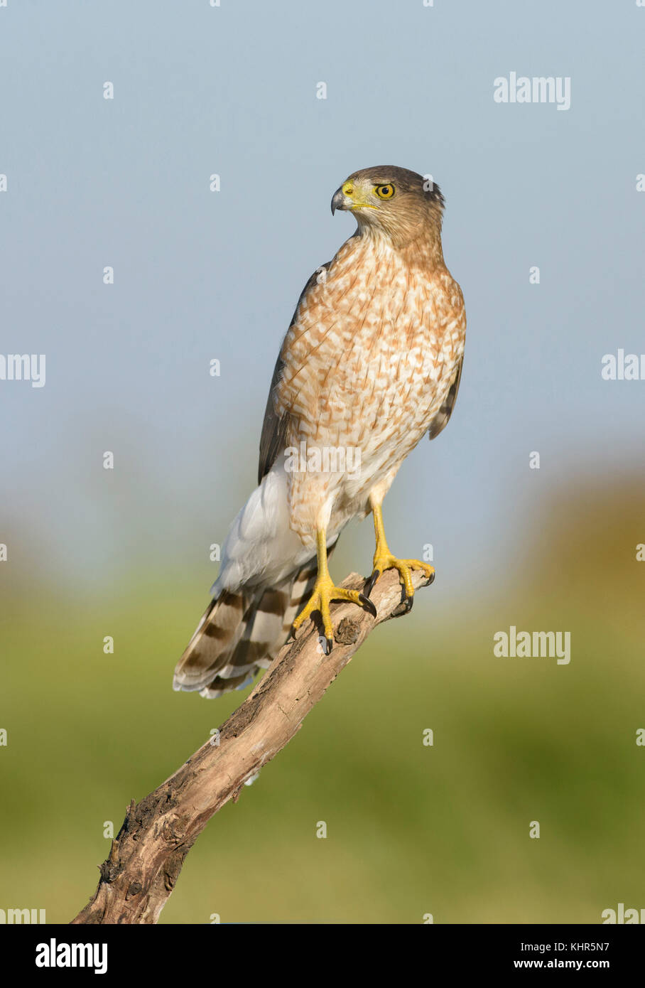 Cooper's Hawk (Accipiter cooperii) female, Texas Stock Photo - Alamy